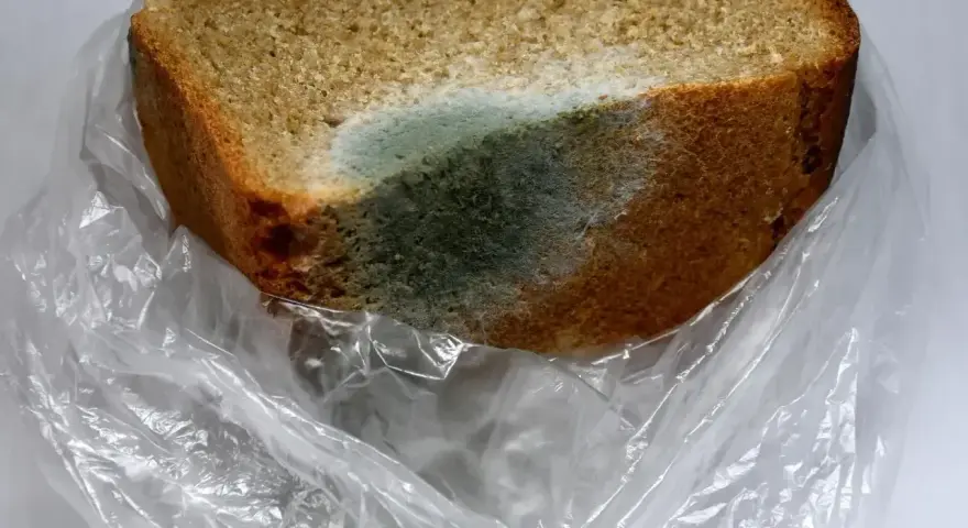 Kawałek chleba w plastikowej torbie pokryty zielono-niebieskim nalotem pleśni. Biały nalot na chlebie świadczy o jego zepsuciu.